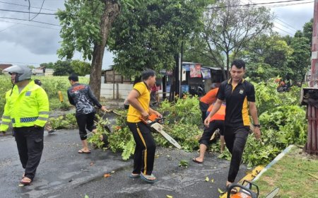 Hujan Angin Terjang Banyuwangi Sebabkan Sejumlah Pohon Tumbang