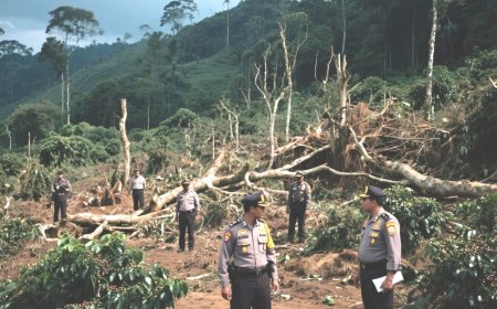 Kasus Perusakan 159 Ribu Pohon Kopi Ijen Bondowoso, PTPN Serahkan Sepenuhnya ke APH