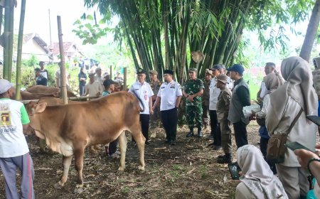 Pengobatan Massal Ternak di Sumber Wringin, Disnakan Targetkan 600 Ekor Ternak di Enam Titik Suntik Massal
