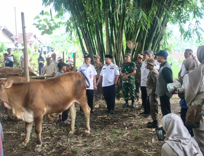 Pengobatan Massal Ternak di Sumber Wringin, Disnakan Bondowoso Targetkan 600 Ekor Ternak Disuntik Massal