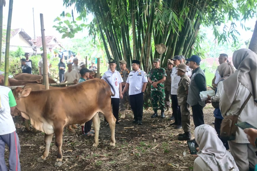 Pengobatan Massal Ternak di Sumber Wringin, Disnakan Bondowoso Targetkan 600 Ekor Ternak Disuntik Massal