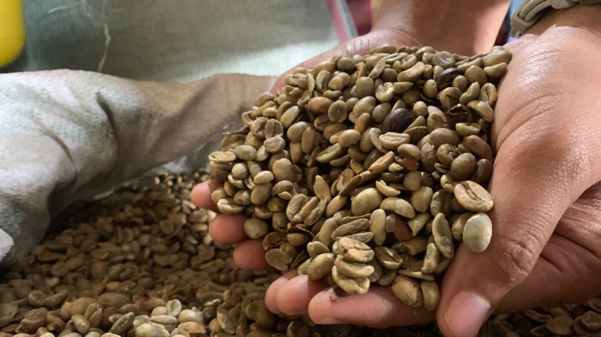 Produksi Kopi Capai 11.700 Ton pada 2024, DPRD Minta Pemkab Jember Bangun Branding ‘Kopi Raung’ dan ‘Kopi Argopuro’