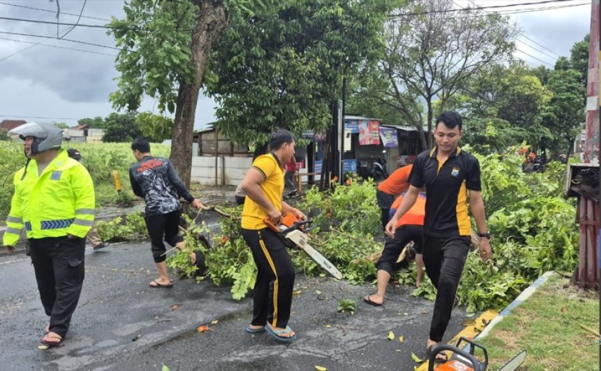 Hujan Angin Terjang Banyuwangi Sebabkan Sejumlah Pohon Tumbang