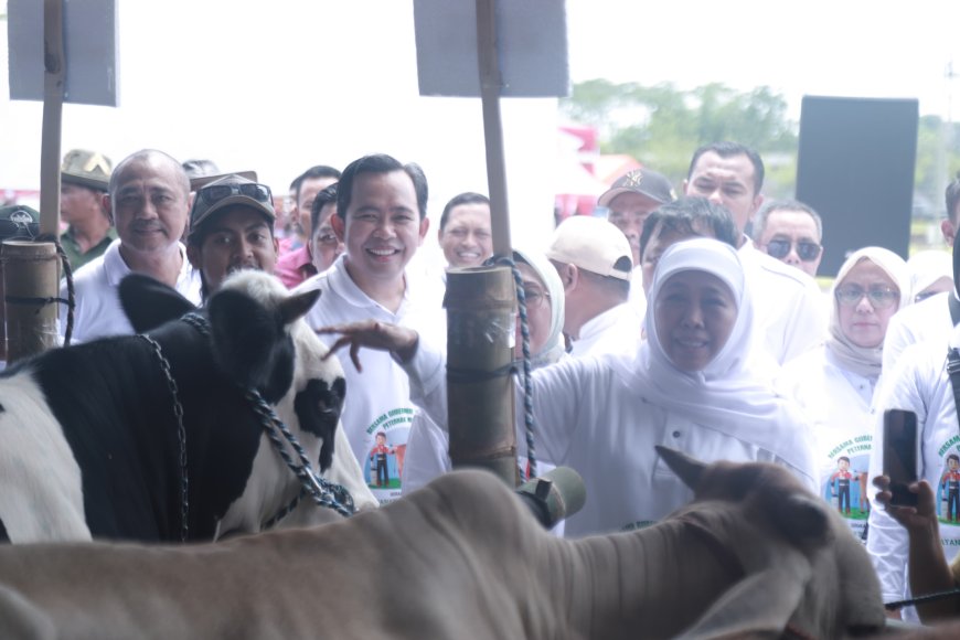 Dari Jember, Gubernur Jatim Siapkan Swasembada Daging Melalui Program IB