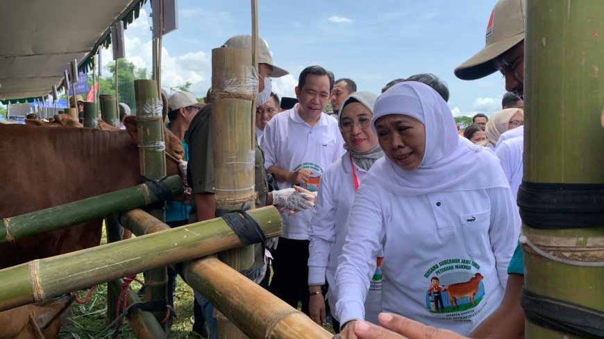 Jember Punya 194 Ribu Sapi, Bupati Fawait Dukung Gubernur Jatim Tolak Impor Daging