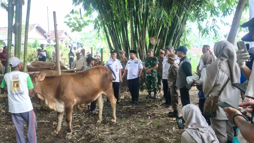 Pengobatan Massal Ternak di Sumber Wringin, Disnakan Targetkan 600 Ekor Ternak di Enam Titik Suntik Massal
