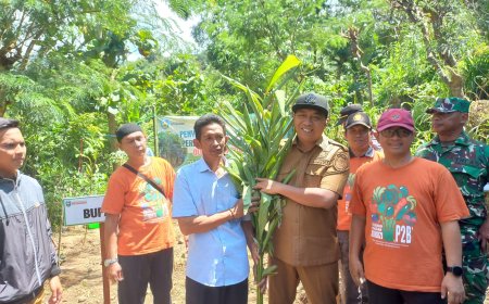 Pemkab Situbondo Bagikan Ribuan Bibit Kapulaga untuk Dongkrak Ekonomi Warga