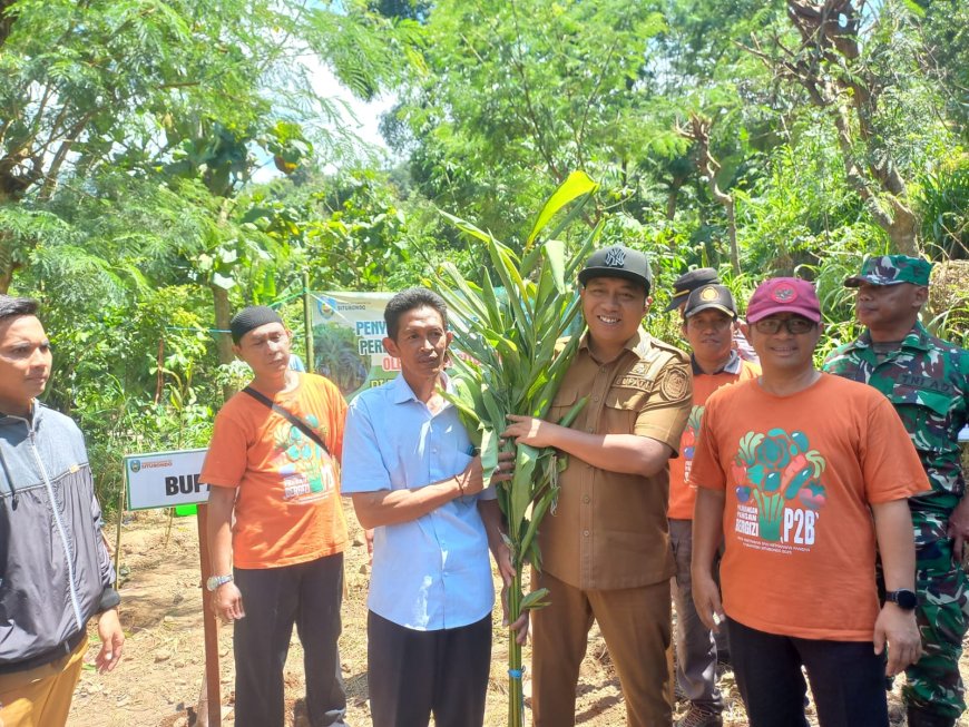 Pemkab Situbondo Bagikan Ribuan Bibit Kapulaga untuk Dongkrak Ekonomi Warga