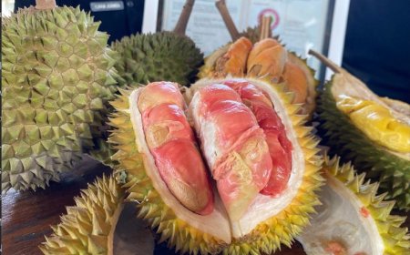 Buah Durian Merah Banyuwangi Mendapat Sertifikat Indikasi Geografis Pertama di Indonesia