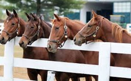 Petugas Karantina Gagalkan Pengiriman Kuda Pacu Tanpa Dokumen di Pelabuhan Tanjungwangi Banyuwangi