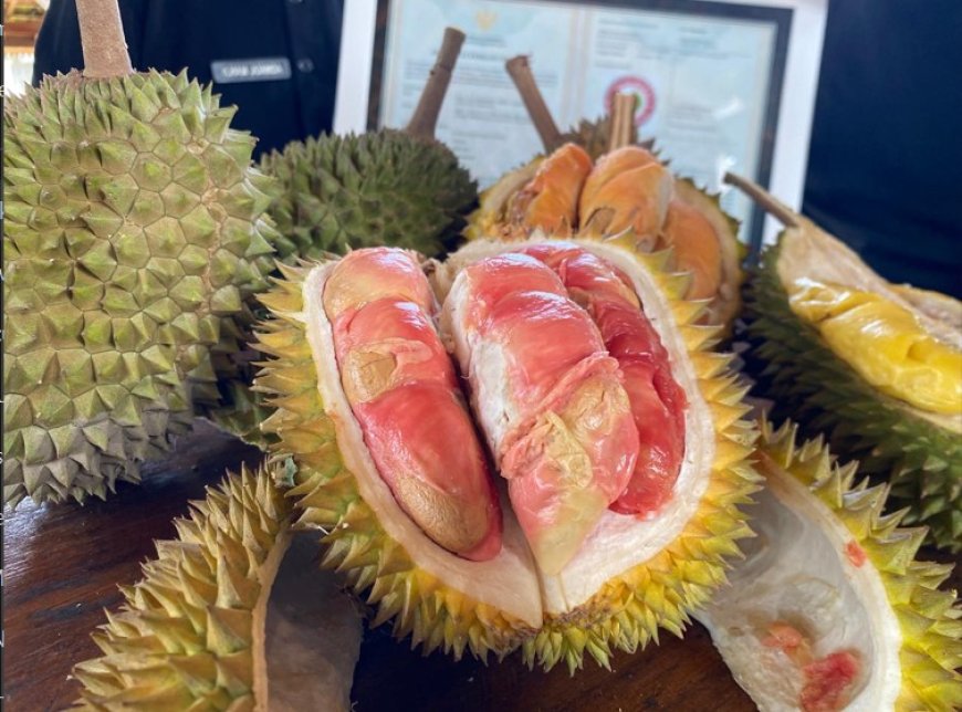 Buah Durian Merah Banyuwangi Mendapat Sertifikat Indikasi Geografis Pertama di Indonesia