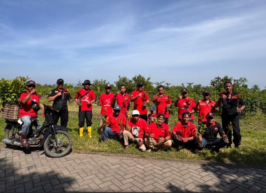 HUT ke 79 Megawati Soekarnoputri, PAC PDI Perjuangan Bangorejo Banyuwangi Gelar Aksi Penanaman Ratusan Bibit Pohon Produktif