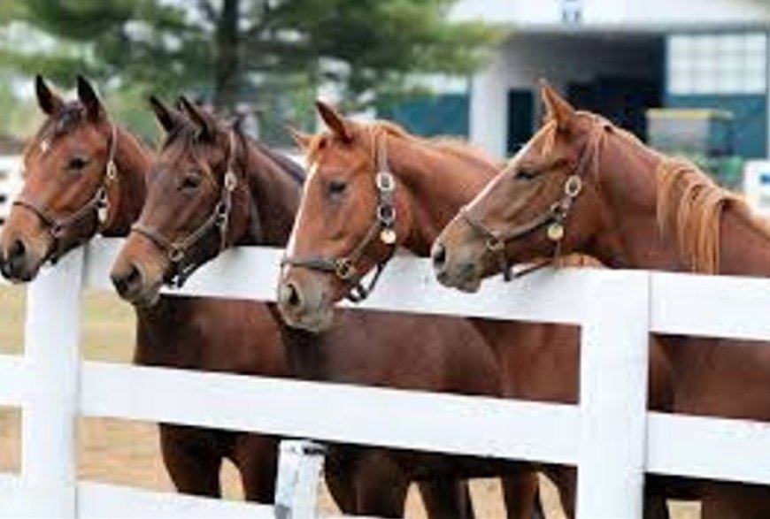 Petugas Karantina Gagalkan Pengiriman Kuda Pacu Tanpa Dokumen di Pelabuhan Tanjungwangi Banyuwangi