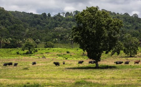 Taman Nasional Alas Purwo Banyuwangi  Tutup Dua Hari saat Idul Fitri 1447 H/2026 M