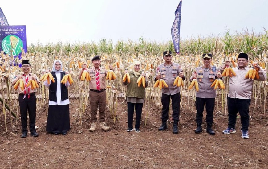Banyuwangi Panen Raya Jagung Hibrida Varietas Jenderal