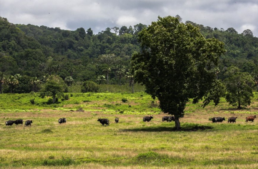 Taman Nasional Alas Purwo Banyuwangi  Tutup Dua Hari saat Idul Fitri 1447 H/2026 M