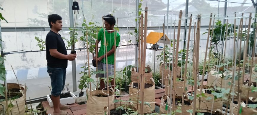 Warga Situbondo Purwanto Sulap Pengangguran Jadi Budidaya Anggur Impor Bernilai