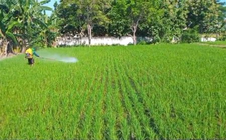 Petani Situbondo Manfaatkan Limbah Dapur untuk Pupuk, Panen Diyakini Meningkat