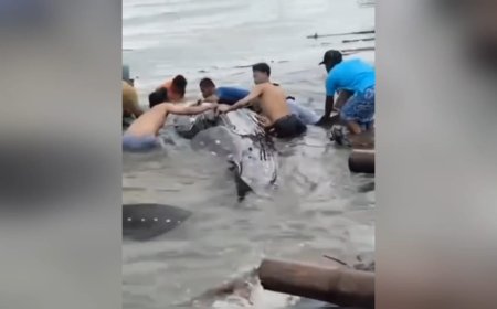 Hiu Tutul Raksasa Muncul di Lamongan, Warga Gotong Royong Evakuasi