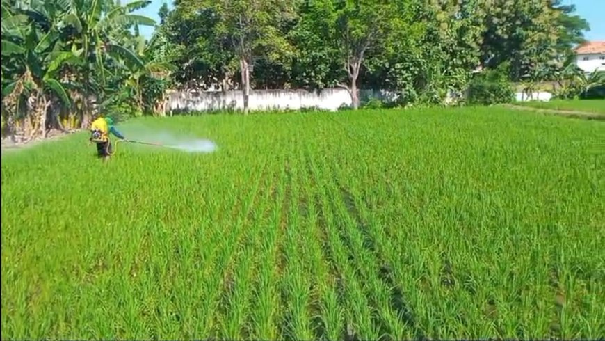 Petani Situbondo Manfaatkan Limbah Dapur untuk Pupuk, Panen Diyakini Meningkat