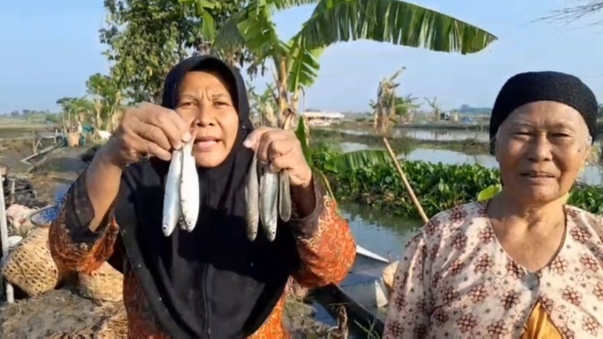 Petani Tambak Lamongan Menjerit, Banjir Berkepanjangan Picu Gagal Panen Massal