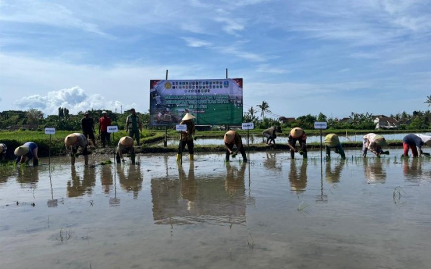 Antisipasi Kemarau Panjang, Banyuwangi Percepat Tanam Padi Serentak