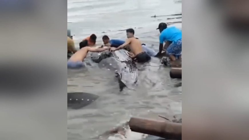 Hiu Tutul Raksasa Muncul di Lamongan, Warga Gotong Royong Evakuasi