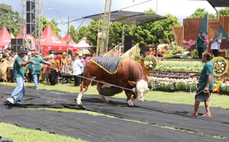 Parade Sapi Jumbo di Kontes, Pameran, dan Bursa Ternak, Ajang Promosi Ternak Unggul Banyuwangi