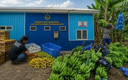 Pedagang Pisang Lokal Rasakan Dampak Ekonomi Adanya SPPG Bondowoso Pujer Mangli