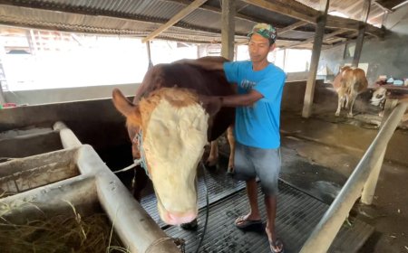 Sapi Satria 1,2 Ton dari Lamongan Dipilih Prabowo untuk Kurban Iduladha