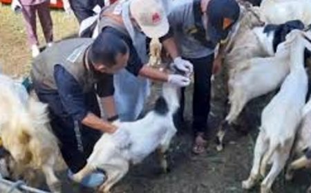Dinas Pertanian dan Pangan Banyuwangi Periksa Kesehatan Hewan Kurban, Pastikan Kondisi Sehat dan Penuhi Syarat Kurban