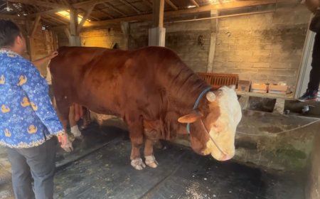 Peternak Trenggalek Bangga, Sapi Jumbo 1,37 Ton Dipilih Presiden Prabowo