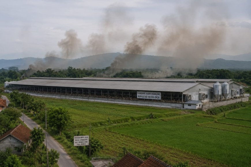 Izin Dipertanyakan, Kandang Ayam 100 Ribu Ekor di Mumbulsari Dikeluhkan Warga