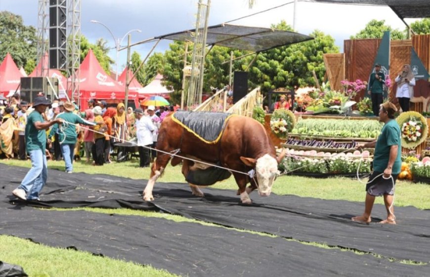 Parade Sapi Jumbo di Kontes, Pameran, dan Bursa Ternak, Ajang Promosi Ternak Unggul Banyuwangi