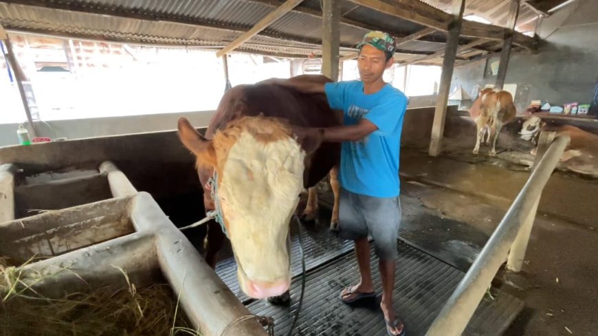 Sapi Satria 1,2 Ton dari Lamongan Dipilih Prabowo untuk Kurban Iduladha