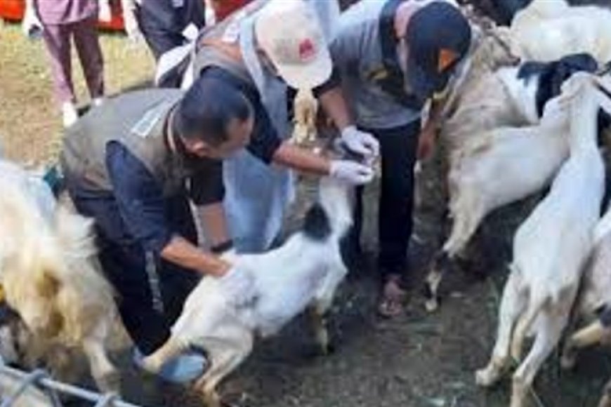 Dinas Pertanian dan Pangan Banyuwangi Periksa Kesehatan Hewan Kurban, Pastikan Kondisi Sehat dan Penuhi Syarat Kurban