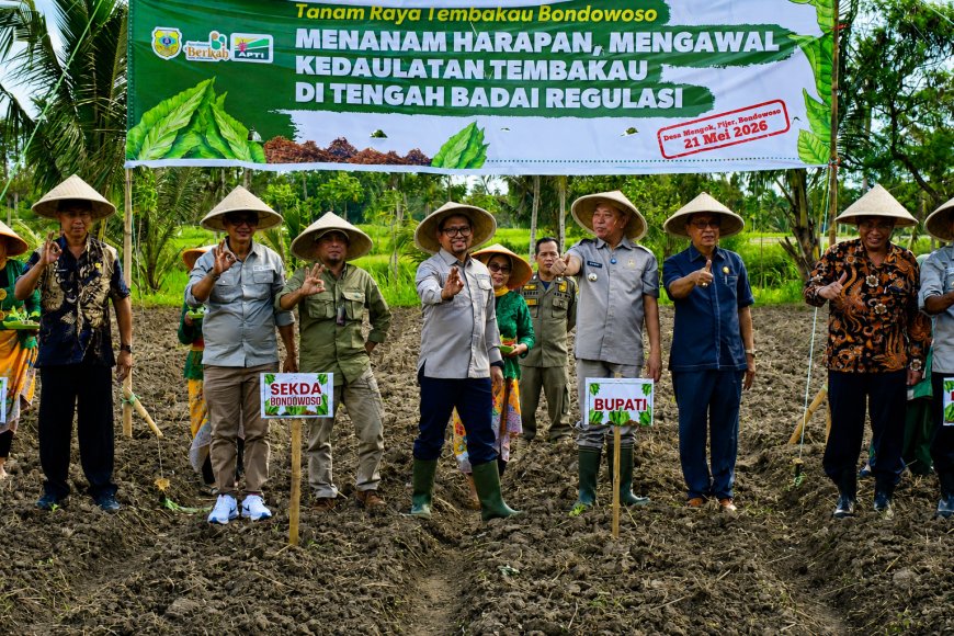 Petani Bondowoso Lawan Regulasi Nikotin, Tembakau Disebut Urat Nadi Ekonomi Daerah