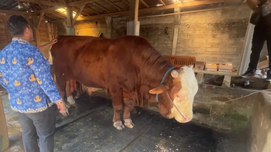 Peternak Trenggalek Bangga, Sapi Jumbo 1,37 Ton Dipilih Presiden Prabowo