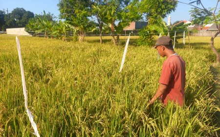Lahan Ratusan Hektare Dikepung Tikus Petani Situbondo Andalkan Pestisida Nabati