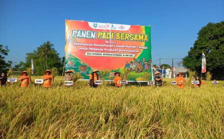 Bupati Rio Takjub Inovasi Limbah Dapur, Produktivitas Padi Situbondo Naik Signifikan