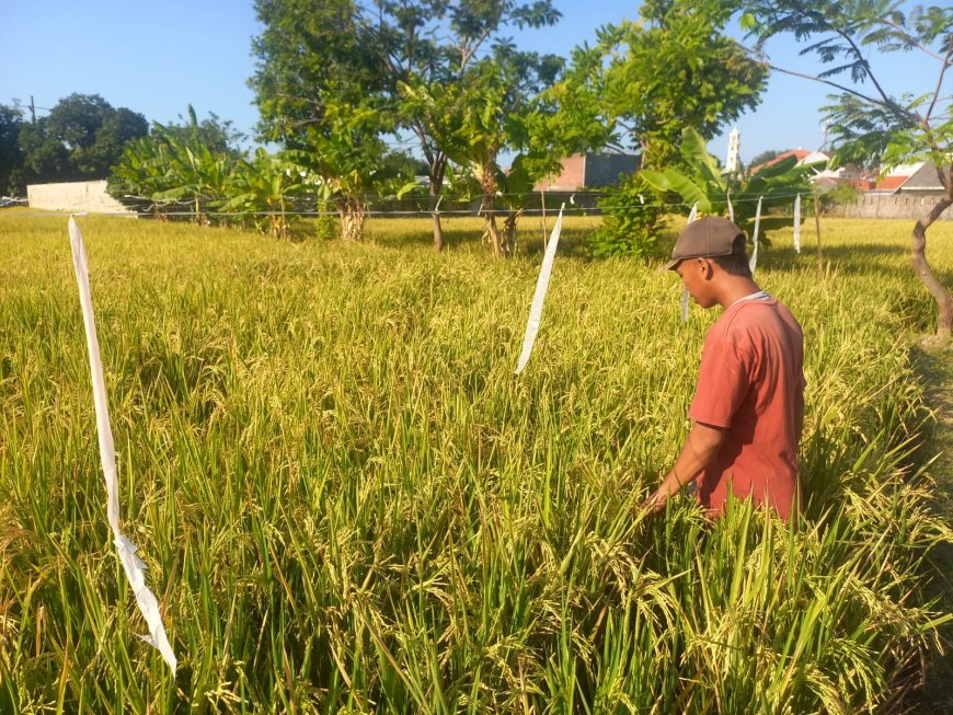 Lahan Ratusan Hektare Dikepung Tikus Petani Situbondo Andalkan Pestisida Nabati