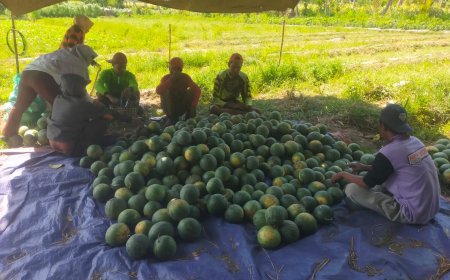 Pedagang Buah Melon dan Semangka di Bondowoso Keluhkan Omzet Turun Tajam, Semenjak Program MBG Libur