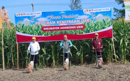 Komitmen Swasembada Jagung, Pemkab Jember Perkuat Sinergi Pertanian
