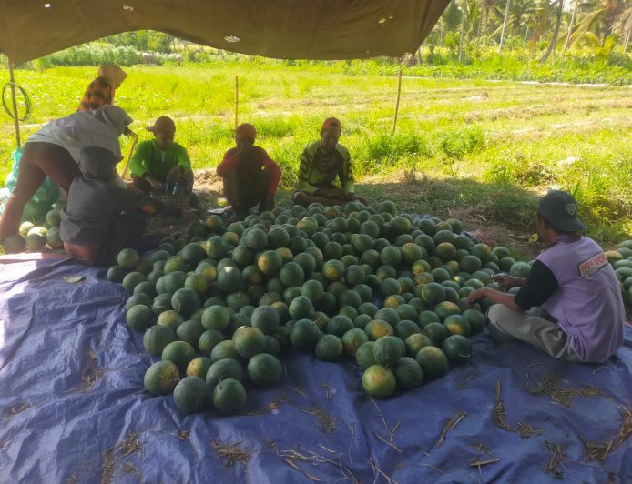 Pedagang Buah Melon dan Semangka di Bondowoso Keluhkan Omzet Turun Tajam, Semenjak Program MBG Libur
