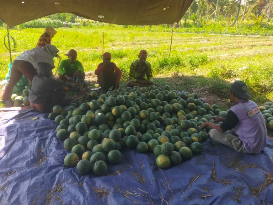 Pedagang Buah Melon dan Semangka di Bondowoso Keluhkan Omzet Turun Tajam, Semenjak Program MBG Libur